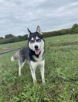 Sky, gut gelaunter Husky - Remagen