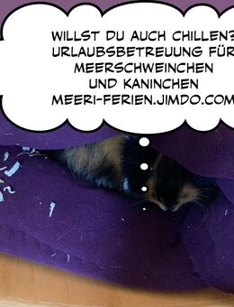 Meerschweinchen, Kaninchen Betreuung, Urlaub - Friedberg