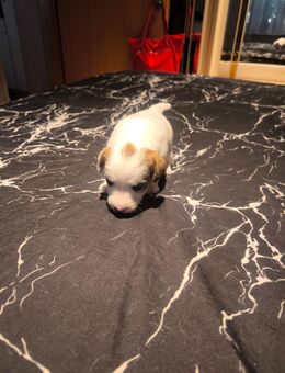 Jack Russel Welpen - Gleina