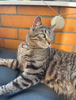 🐾 Zwei liebevolle Kater suchen ein neues Zuhause 🐾 - Berlin Steglitz-Zehlendorf