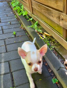 Chihuahua Welpe - Chemnitz