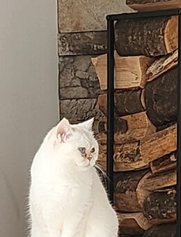 Wunderschöne Britisch Kurzhaar Katze sucht die Freiheit - Nieder-Olm Nieder-Olm