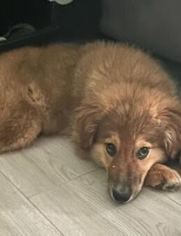 Bolt sucht liebe Hunde-Eltern ✨ - Spenge