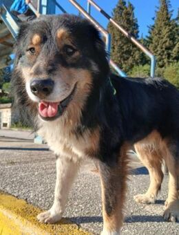 Max 💗 rundum lieber Familienhund! - Hamburg