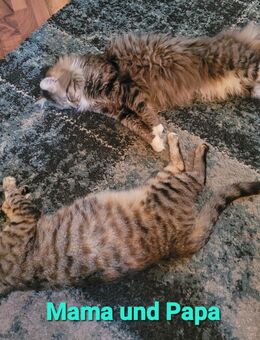 Zuckersüße Maine Coon Mix Kitten Langhaar - Bremerhaven