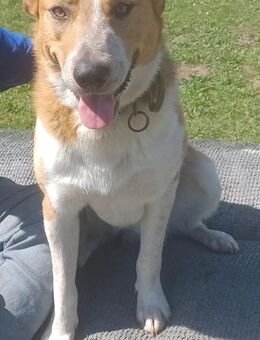 Buddy 💙 sucht Happy-Home - Herxheim (Landau)