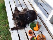 Chihuahua/Spitz Mischling, Tyson, sucht neues und liebevolles Zuhause - Glauchau