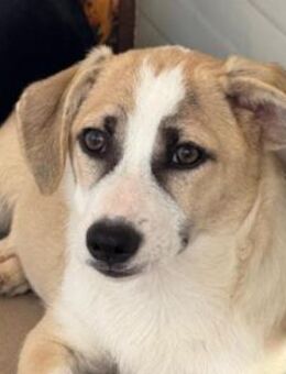 Emoji lieber Junghund - Kallmünz