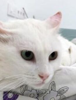 Weißer Kater Blanco sucht Zuhause - Bad Camberg