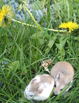 flinke kleine Roborowski Zwerghamster kleinster Hamster der Welt kleinste Hamsterart - Neustadt (Sachsen) Hohwald