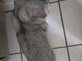 Katzen familie 3 Katzen britisch kurz haar in 41334