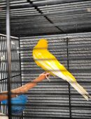 Kanarienvögel mit Käfig und Zubehör in 67071