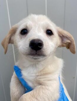 VALENTINO - zuckersüßer Welpe - Dänischenhagen