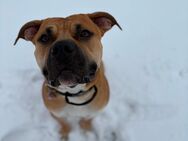 American Bulldog mix Rüde - Hohenstein-Ernstthal