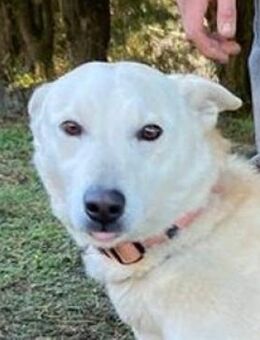 CHANTAL sucht Zuhause - Gefrees