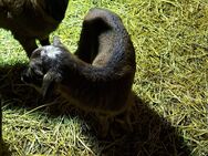 2 Muttertiere mit Lämmer und 2 Kamerunschafböcke zu verkaufen - Drahnsdorf