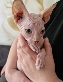 Canadian sphynx Kitten - Bielefeld
