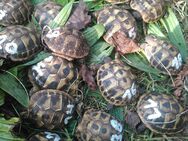 Griechische Landschildkröten (Testudo h. boettgeri) - Sassenberg