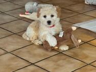 Maltipoo Babys - Wietzendorf