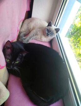 Zwei Katzen suchen ihr Für-immer-Zuhause - Köln