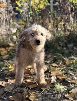Masni - bezaubernde kleine Hündin - Köln
