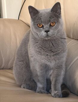 BKH blau suchen neues Körbchen - Kamp-Lintfort