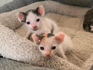 Wunderschöne Elf Sphynx Babys zur Reservierung - Berlin