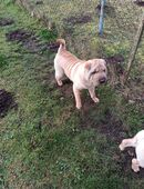 Ich suche ein liebes volles zu Hause in 17153