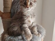 Maine Coon Polys - Wolnzach