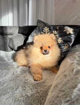 Reinrassige Pomeranian Zwergspitz - Breidenbach