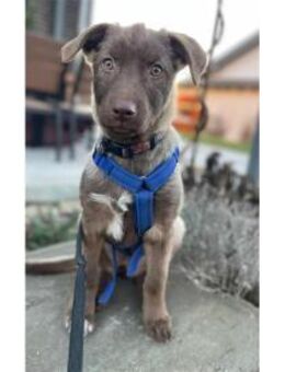 Toffie - wartet in 57577 Hamm - Oberwies