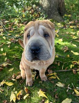 Sharpei Hündin - Krefeld
