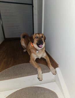 Notfall- Hund abzugeben - Mittenwalde (Landkreis Dahme-Spreewald)