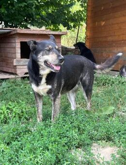 Nikoletta sucht ihr Körbchen ❤️ - Sindelfingen