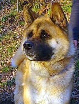 Akita-Inu sucht erfahrene Rasseliebhaber - Kempen