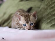 Bengal Kitten Katzenbabys mit TICA Papieren Ahnentafel - Wankendorf