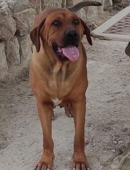 Trueno, geb. ca. 01.11.2023, 55-60 cm - Lünen