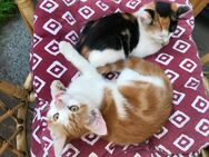 Katzenbabys suchen…. - Trier