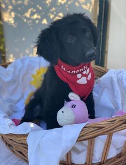 Bari-LM: Junghündin sucht ihr Glück - Neustadt (Rübenberge)