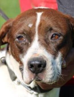 Malis - lieb u. zutraulich - Lohra