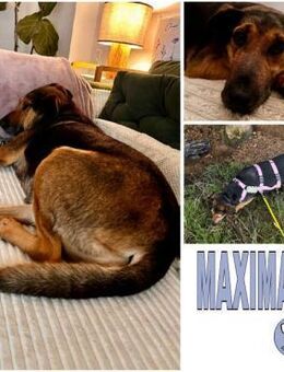 MAXIMA -ruhige, treue Wegbegleiterin- - Duisburg