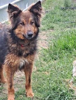 🌞 Ruhiger Zorba sucht dein Herz! 💖 - Eislingen (Fils)