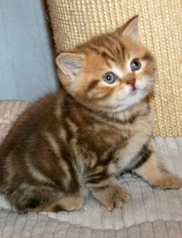 Das BESONDERE !! Chocolate-Tabby u. Cinnamon-Tabby Kitten, Kater ab Ende Oktober abzugeben - Köln