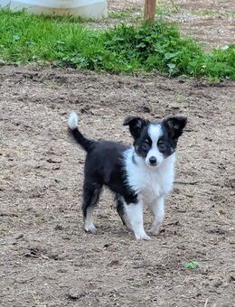 Mini Shepherd Welpe (Rüde) Black Tri - Gangelt