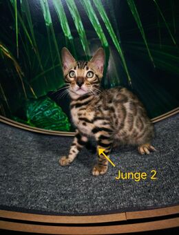 Bengalkätzchen (Junge ) - Plüderhausen