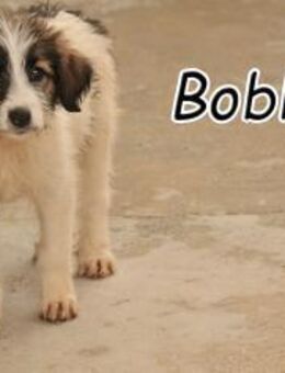 Gib Bobby eine Chance❤️ - Essingen (Rheinland-Pfalz)