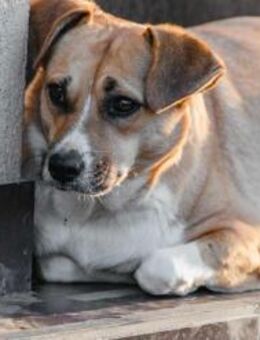 Eve♥️ Ruhige Hündin sucht Ihren Menschen - München