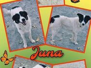 Hübsche Juna mag auch Katzen! - Nürnberg