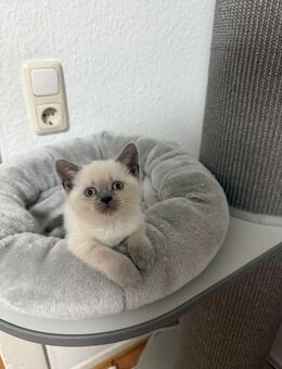 Bkh Blue Point sofort abgabebereit..! - Aachen