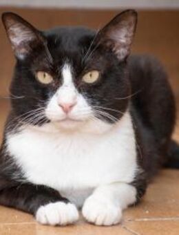 Oreo - Kater sucht seine Herzensfamilie - Bad Camberg